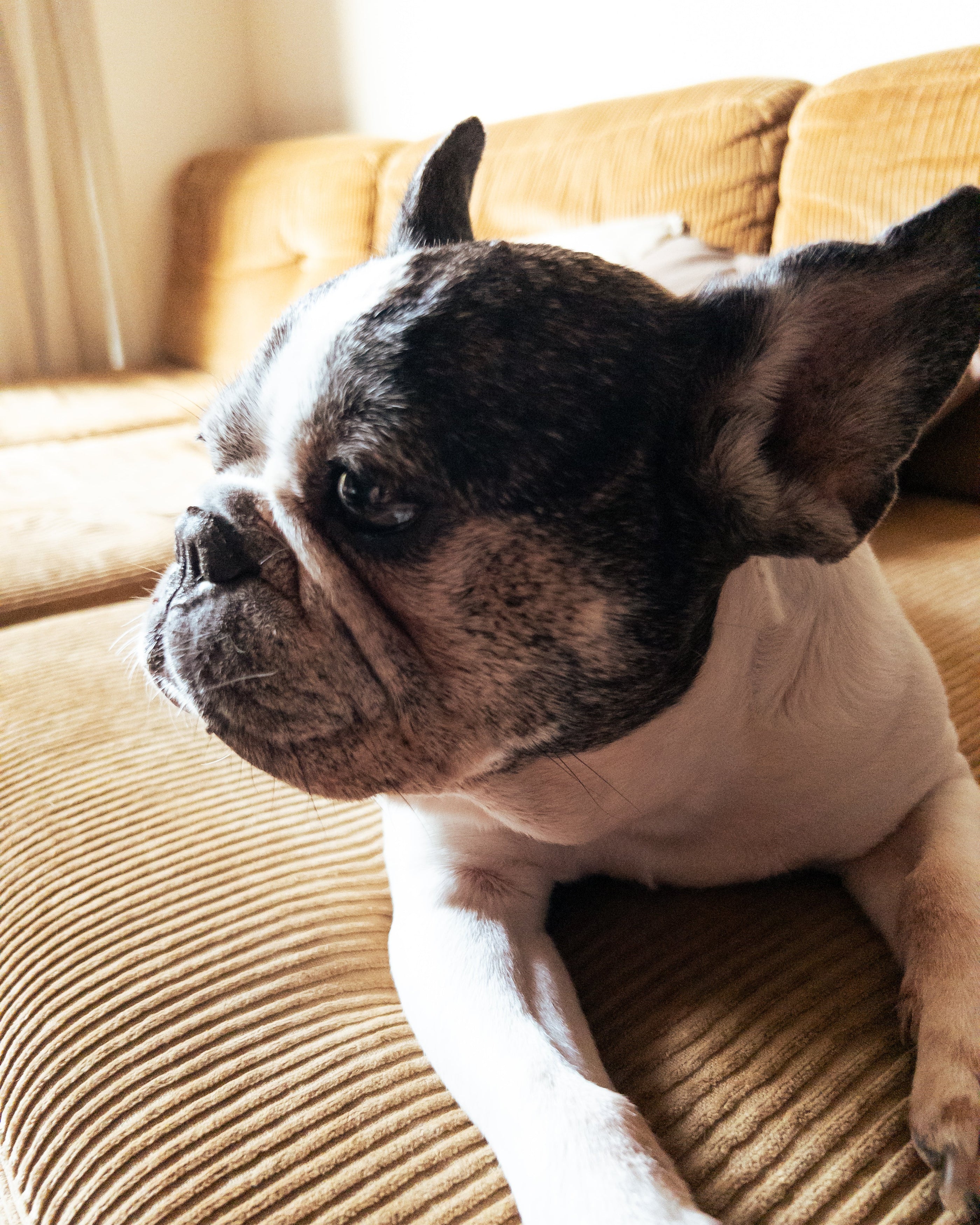 犬にも暑熱順化はあるのか