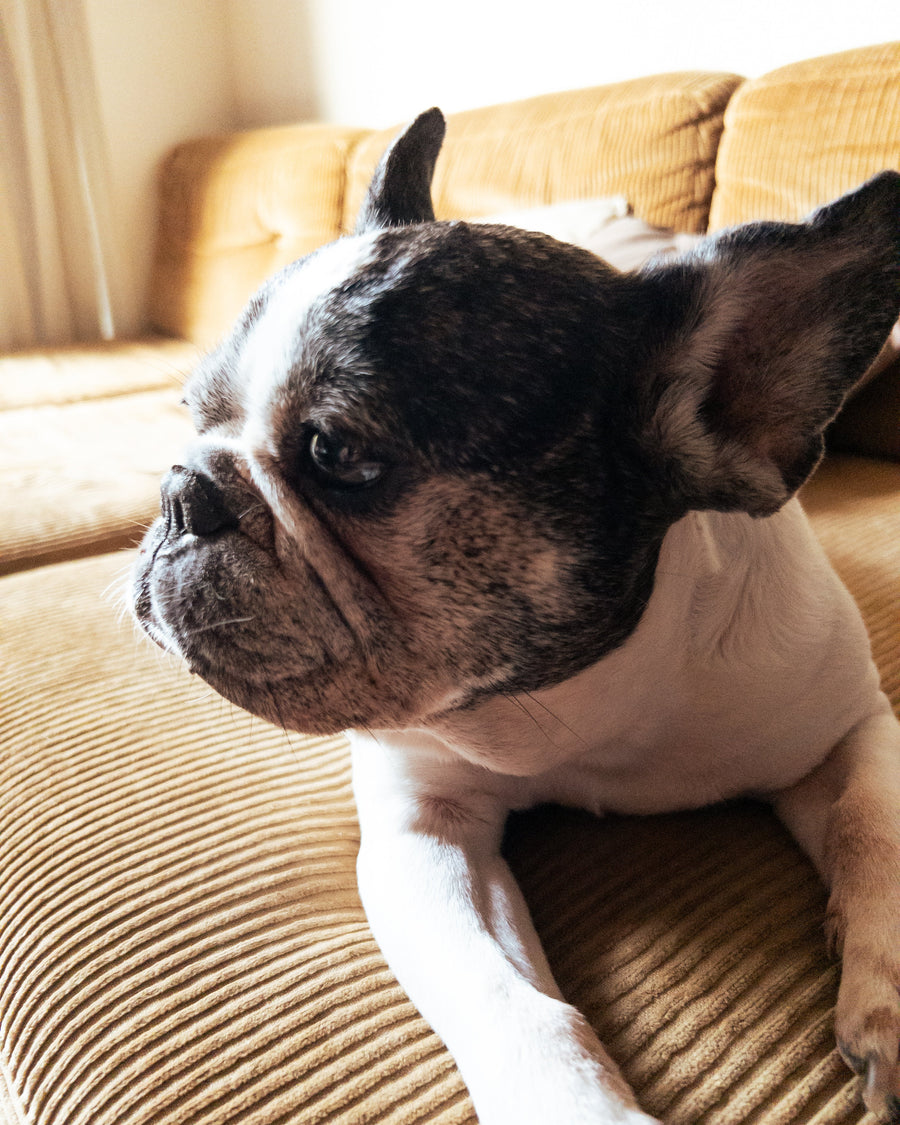 犬にも暑熱順化はあるのか